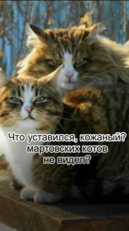 Как выглядит мартовский кот (фото)