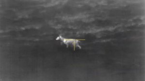 AR15 ATN THOR 4 640-480 4X40 SNOHOMISH WASHINGTON THERMAL COYOTE HUNT.