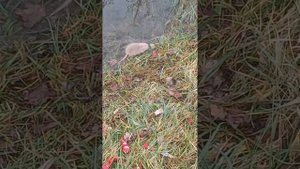 Семья очень красивих диких морских свинок