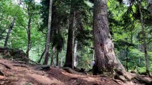 Лесные горы Домбая/ dombai mountain forests