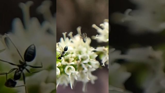 Pollination #viral #reels #insects