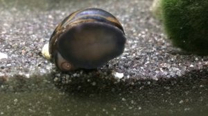 zebra nerite snail