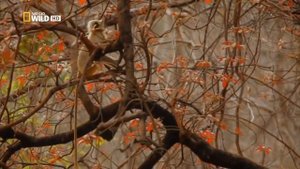 ТАЙНЫ ДИКОЙ ПРИРОДЕ ИНДИИ | БЕНГАЛЬСКИЙ ТИГР 🐯🐅