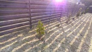ПОЧЕМУ НЕ РАСТЕТ ТУЯ? ПРОБЛЕМА В ЛИЧИНКЕ МАЙСКИХ ЖУКОВ 🌲#черенкование #туясмарагд #садовод