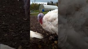 Индюк и индюшки порода кросс Б6