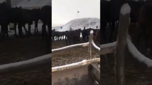 Кабардинская порода лошадей(23)