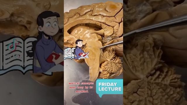 anatomy neuroanatomy neurology