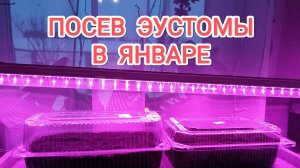 Что посеять в январе?/ Посев ЭУСТОМЫ/ Ещё не поздно
