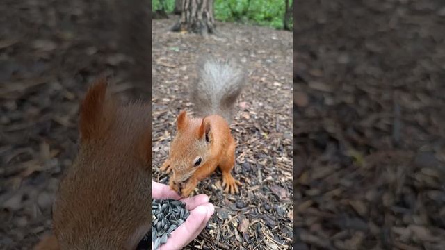 Давно не было белок на канале