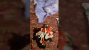 БУНИСИ НИМАСИ 4 ТА БОЛАСИ БОР АЕЛ 20 ЕШЛИ БОЛА БИЛАН ЭРГА ХИЕНАТ КИЛДИ