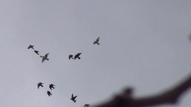 В гостях у Володи 2 часть. 89198104022 смотреть онлайн