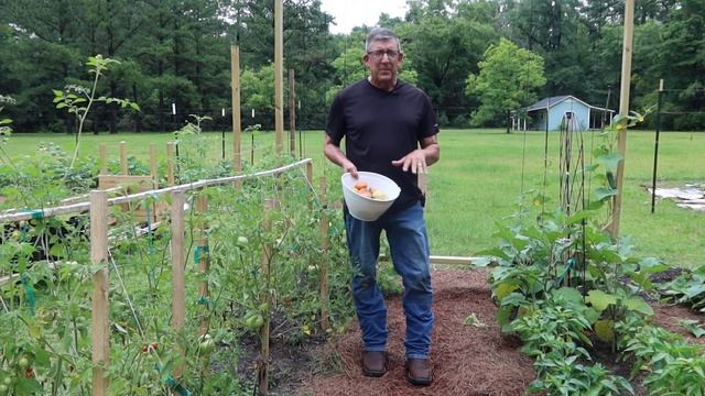 When to pick Tomatoes. The perfect time will surprise you. смотреть онлайн