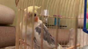 Попугай #корелла Кеша передаёт привет 👋