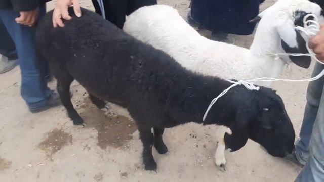 Qo'y echki narxlari BUXORO ROMETAN QO'RG'ON MOL BOZOR NARXLAR куй эчки нархлари БУХОРО РОМИТАН