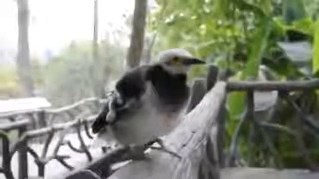 Черношейный скворец