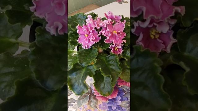 Сортовая фиалка НД Ливадия 🌺💖 Описание сорта! Очень крупные коралловорозовые цветы с белой каймой!