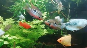 Цихлозома меека