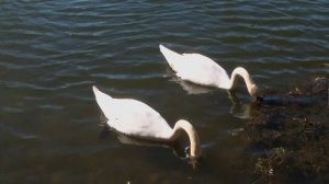 Сормовский парк 2