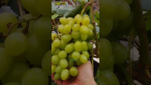 transfiguration #grape #anggur #urbanfarming #flonasia #grapeyard #grapeharvest