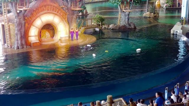 Абу-Даби SeaWorld Abu Dhabi Шоу с дельфинами