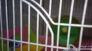 Обзор моего хомяка. (1часть)  🐭