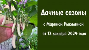 Дачные сезоны с Мариной Рыкалиной от 12 декабря 2024 года