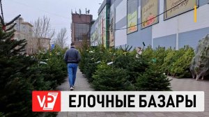 ВОЛГОГРАДЦАМ НАПОМНИЛИ, КАК ВЫБРАТЬ НОВОГОДНЮЮ ЕЛЬ