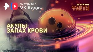 Акулы: запах крови — Безумные факты (11.12.2024)