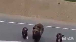 Внимание!!! Медведи на дороге#медвединашоссе#