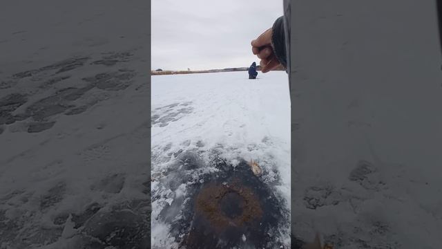 Первая плотва на зимнюю мормышку 2024 - 2025 . Открытие зимнего сезона 2024 - 2025 на мормышку и поп смотреть онлайн