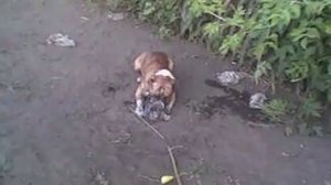 Стаф победил))