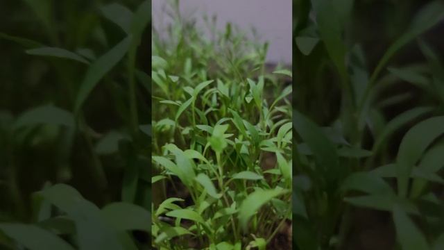 Grow Coriander at home in water; Dhaniya उगाने का सबसे आसान तरीका : Coriander in hydroponic system