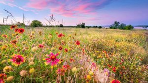 ЗВУКИ ПОЛЯ. Жужжание Пчел и Насекомых, Звуки Кузнечиков в Летнем Поле. ЗВУКИ ЛЕТА. Звуки Луга