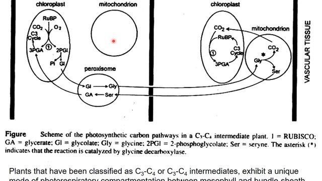 C3- C4 Intermediates and Methods of Measurement of Photosynthesis