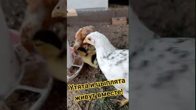 Совместное содержание уток и кур#утята#цыплята#мускусныеиндоутята#содержаниеуток#рекомендации#дача