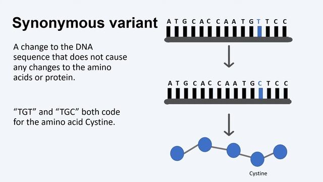Types of Sequence Variants - Missense, Nonsense, and Synonymous Variants
