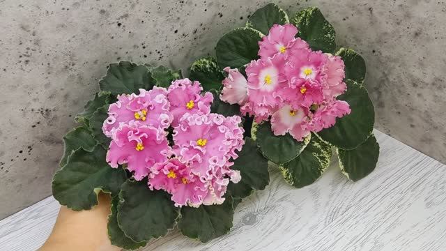 Фиалки НД-Ливадия и НД-Морковка