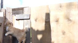 Кот Карельский бобтейл в деревне