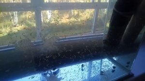 Мальки рыбки кометы
