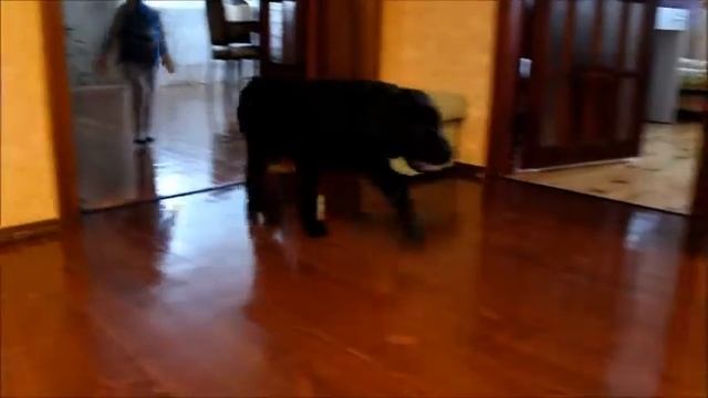 Питомник Мягкие лапки гай юлий цезарь смотреть онлайн