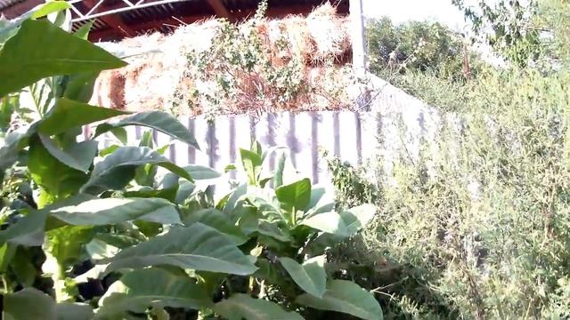 Табак на 27.08.2017 смотреть онлайн