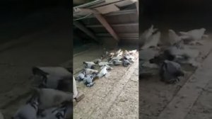 Голуби Алматинской породы. Алмагоры!!! Дядя Миша хлебник . Тел 87012220087. Часть 3