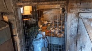 простыли бройлеры/йодная шашка/диксам/возгонка парами йода/проблемы напольного содержания бройлеров