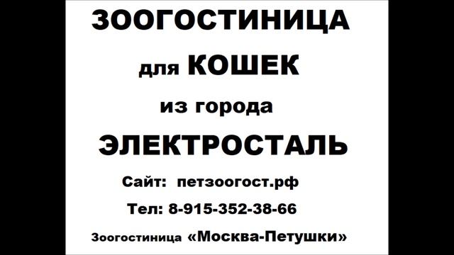 ЗООГОСТИНИЦА для КОШЕК из г. ЭЛЕКТРОСТАЛЬ Сайт:  петзоогост.рф Тел: 8-915-352-38-66