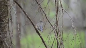 синехвостка