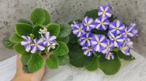 Фиалки химеры 7 Белок и Yukako