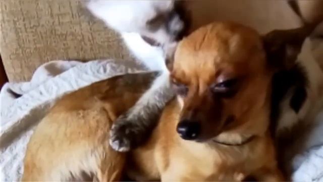 Мои кот и собака ЧАСТЬ 1: ЗАБОТА КОТЕЙКИ