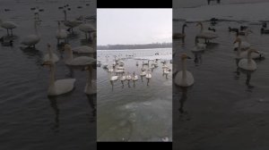 Лебединая 🦢 песня 2