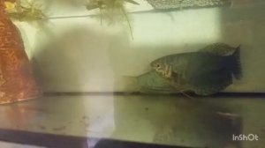 нерест гурами часть 3