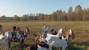 УРЕЗАЛИ СТАДО КОЗ МАНАНА УЕЗЖАЕТ